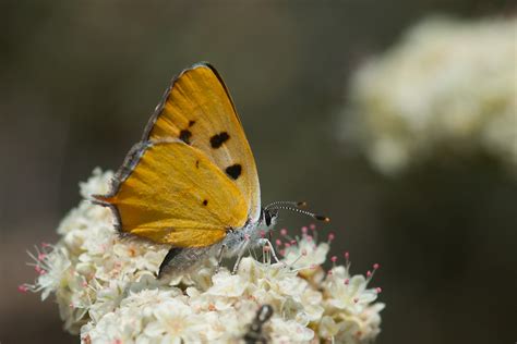 hermes coperta|Hermes copper butterfly.